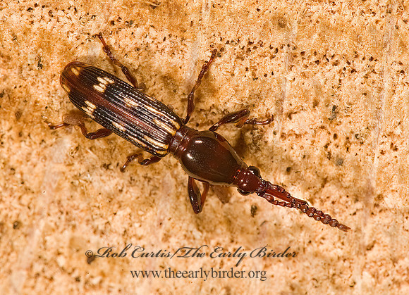 Arrhenodes minutus 8014390z