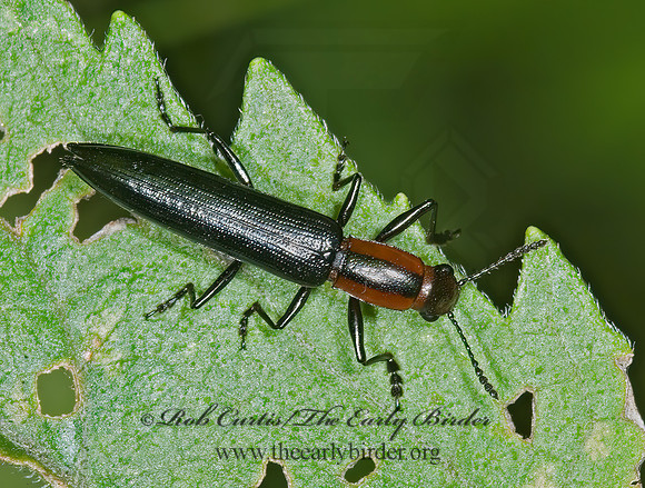 Acropteroxys gracilis  SLENDER LIZARD BEETLE 6010960z