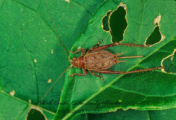 Hapithus agitator 183627z