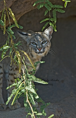Lynx rufus  BOBCAT 5005654z
