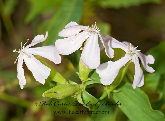 Saponaria officinalis  COMMON SOAPWORT 8008195z