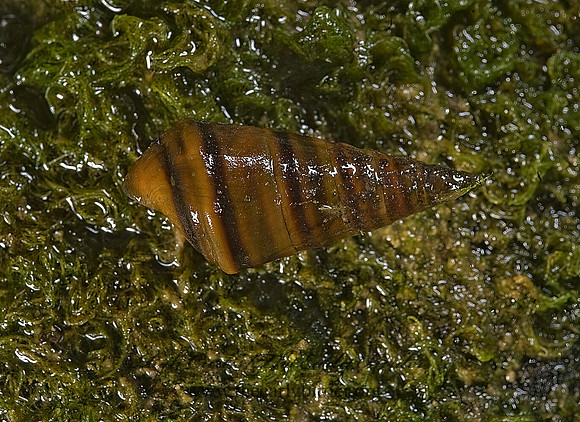 Pleurocera acutum PLEUROCERID SNAIL 8007537z