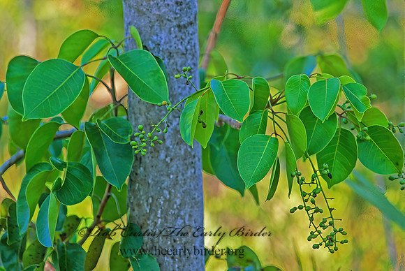 Metopium toxiferum  POISONWOOD 248505z