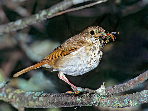 Catharus guttatus  HERMIT THRUSH 176223z