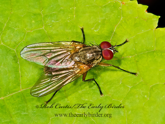 Hylemya alcathoe  ROOT-MAGGOT FLY  9031669z