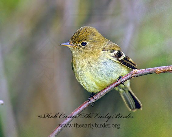 Empidonax flaviventris  YELLOW-BELLIED FLYCATCHER 300521z