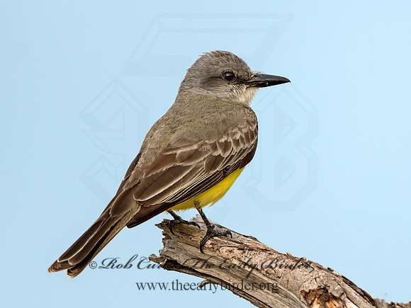 Tyrannus couchii  COUCH'S KINGBIRD 3035931z