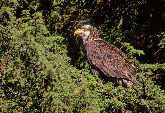 Haliaeetus leucocephalus  BALD EAGLE 229702z
