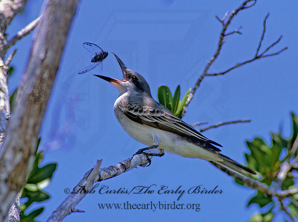 Tyrannus dominicensis  GRAY KINGBIRD 250216z