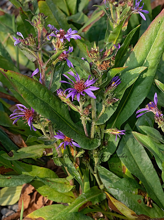 Eurybia integrifolia  THICK-STEMMED ASTER 3024147-z