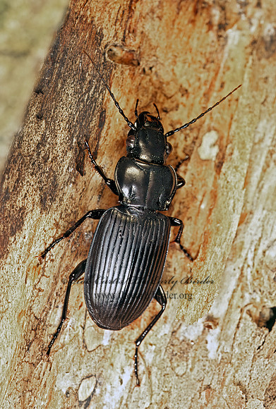 Lophoglossus haldemanni~ 175201z