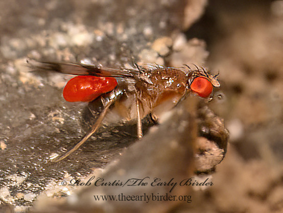 Chymomyza amoena  SMALL FRUIT FLY  9080835z