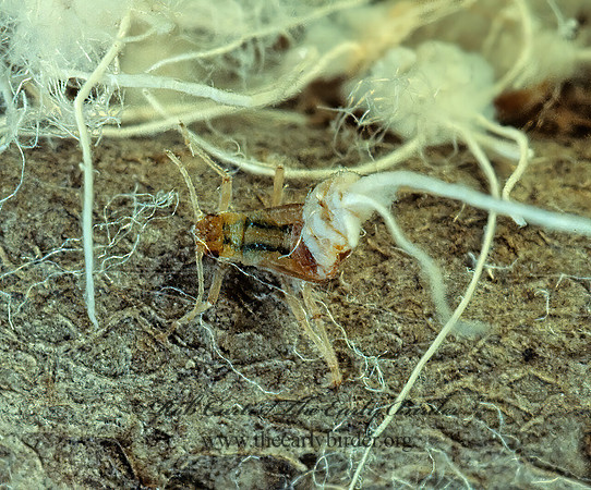 Eriosomatinae  WOOLY APHID 117202z