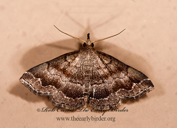 Phalaenostola larentioides BLACK-BANDED OWLET 8023300 z