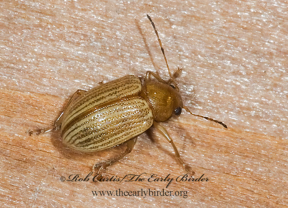 Colaspis brunnea  6023809z
