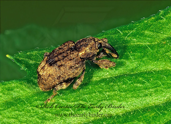Conotrachelus 1287924z