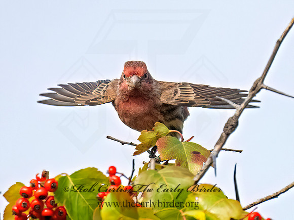 Haemorhous mexicanus HOUSE FINCH 9084835z
