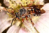 Epeolus scutellaris~ 8016801z
