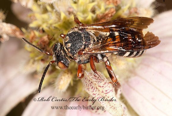 Epeolus  scutellaris~ 8016801z