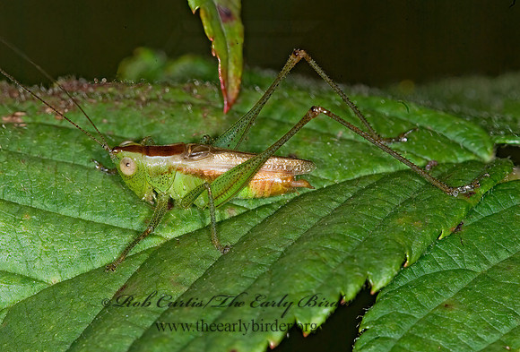 Conocephalus brevipennis  SHORT-WINGED MEADOW KATYDID 6013939z