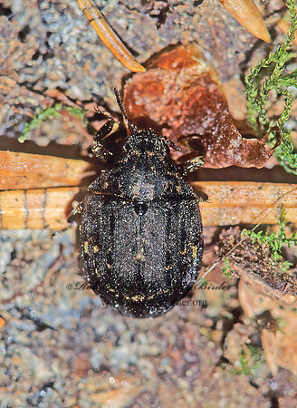 Cytilus alternatus  PILL BEETLE 132726z