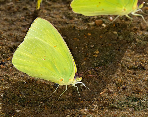 Phoebis sennae  CLOUDLESS SULPHUR 6013355z