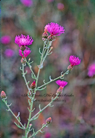 Centaurea jacea  BROWN KNAPWEED 243917z