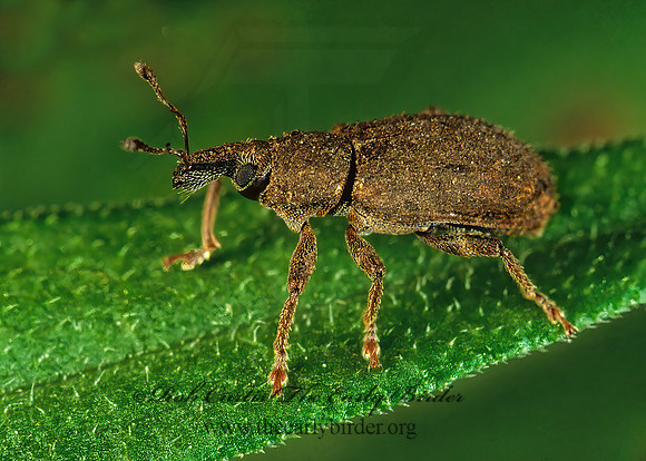 Listronotus 291217 z