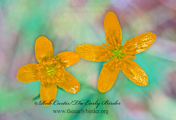 Ranunculus occidentalis  WESTERN BUTTERCUP 146936z
