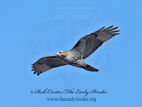 Buteo jamaicensis RED-TAILED HAWK 6041652z