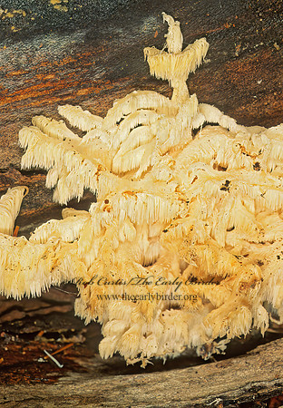 Hericium coralloides  BEAR'S HEAD TOOTH 182025z