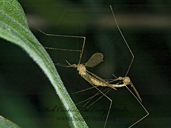 Geranomyia  LIMONIID CRANE FLY 5015411z