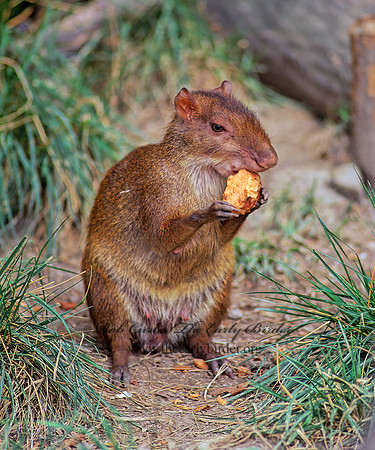 Dasyprocta  AGOUTI  59601 z