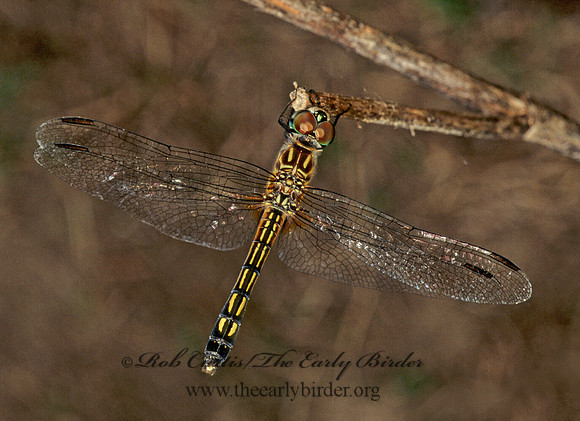 Pachydiplax longipennis BLUE DASHER 174902