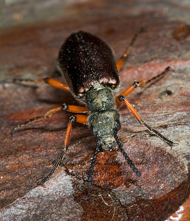 Lytta aeneus 6003149 z
