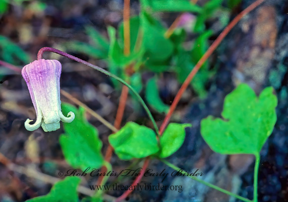 Clematis pitcheri  PURPLE LEATHERFLOWER 168113z