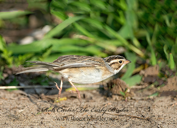 Spizella pallida  CLAY-COLORED SPARROW 9037369z