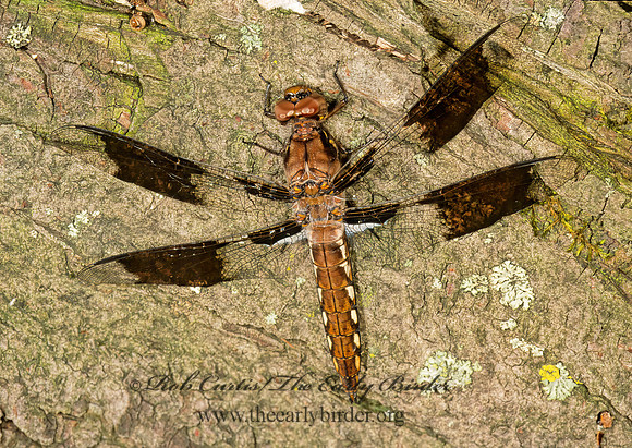 Libellula lydia COMMON WHITETAIL 290806 z