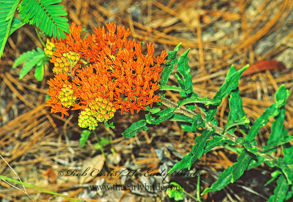 Aslcepias tuberosa  ORANGE MILKWEED 22007z