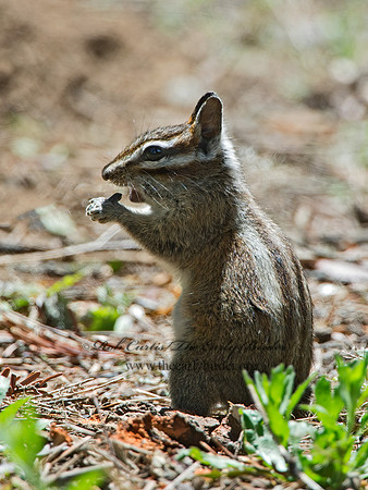 Neotamias merriami  MERRIAM'S CHIPMUNK  9058665z