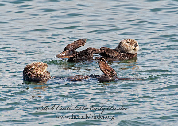 Enhydra lutris nereis  SOUTHERN SEA OTTER 8020367 z