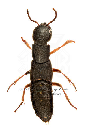 Dinothenarus badipes 9020516z