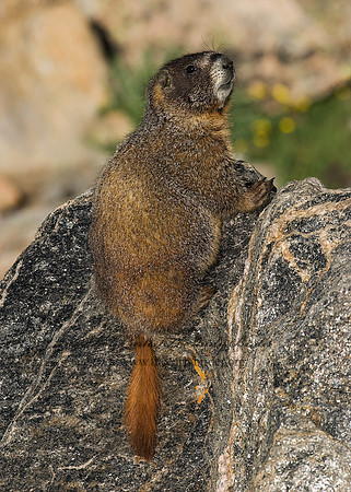 Marmota flaviventris  YELLOW-BELLIED MARMOT 6027515z