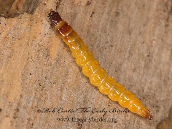 Oophorini  AGYRPNINAE CLICK BEETLE 9058190z