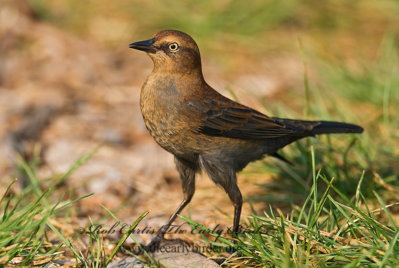 Euphagus carolinus  RUSTY BLACKBIRD 7012694z