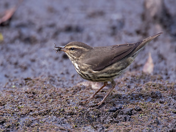 Parkesia noveboracensis  NORTHERN WATERTHRUSH 9014501z