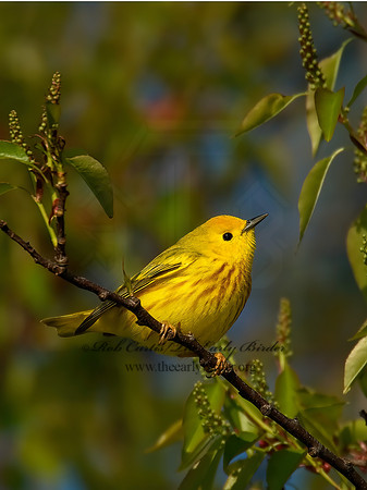 Setophaga petechia  YELLOW WARBLER 8003334z
