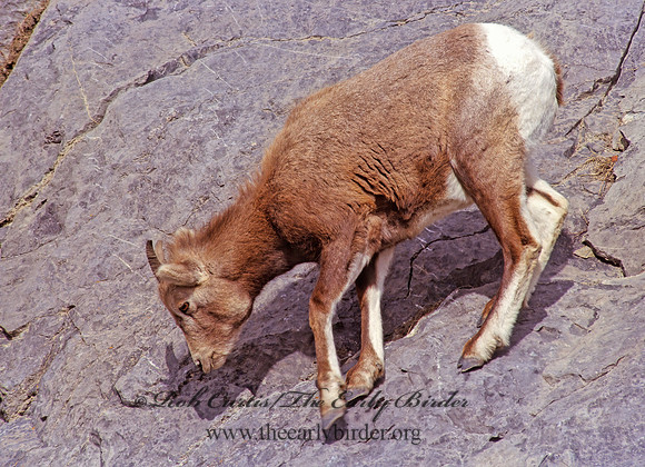 Ovis canadensis  BIGHORN SHEEP 223111z