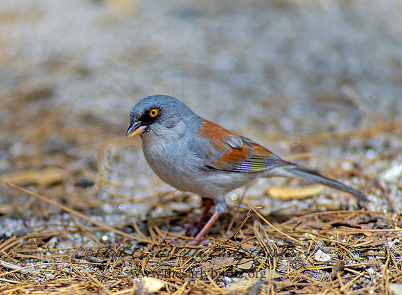 Junco phaeonotus  YELLOW-EYED JUNCO 75112z