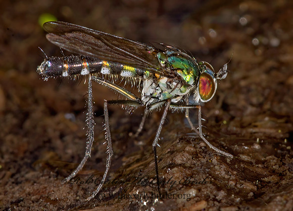 Plagioneurus univittatus  LONGLEGGED FLY 9014807z